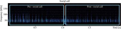 Similarities in social calls during autumn swarming may facilitate interspecific communication between Myotis bat species